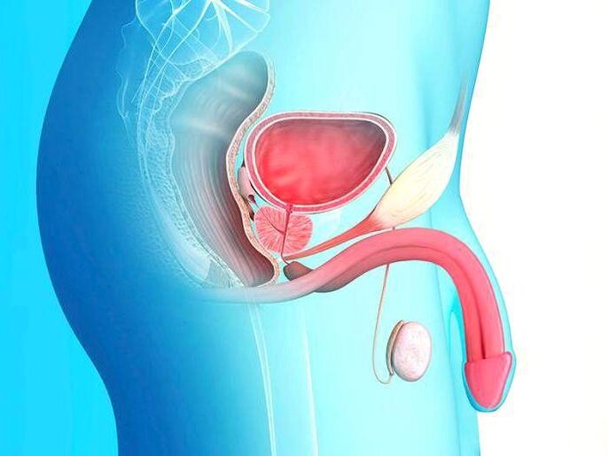 pênis e seu alongamento por cirurgia